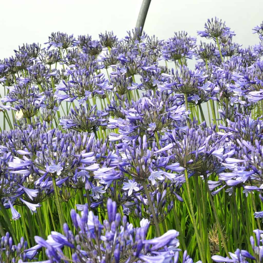 Agapanthus 'Peter Pan' ---
